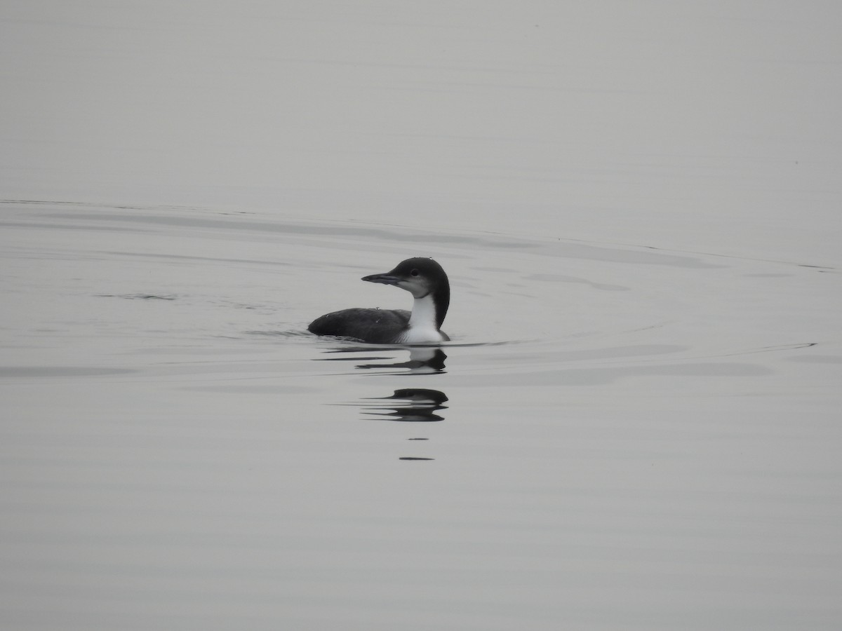 Pacific Loon - ML645515650