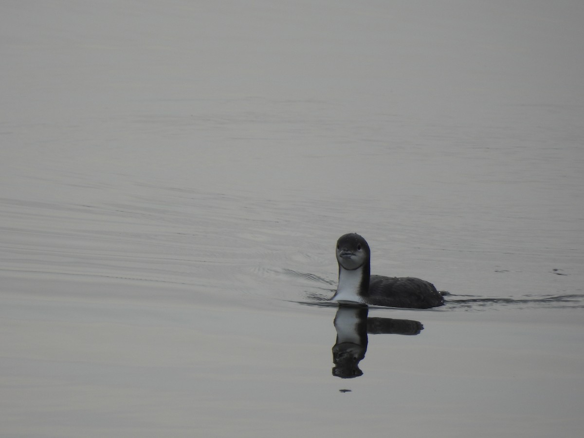 Pacific Loon - ML645515653