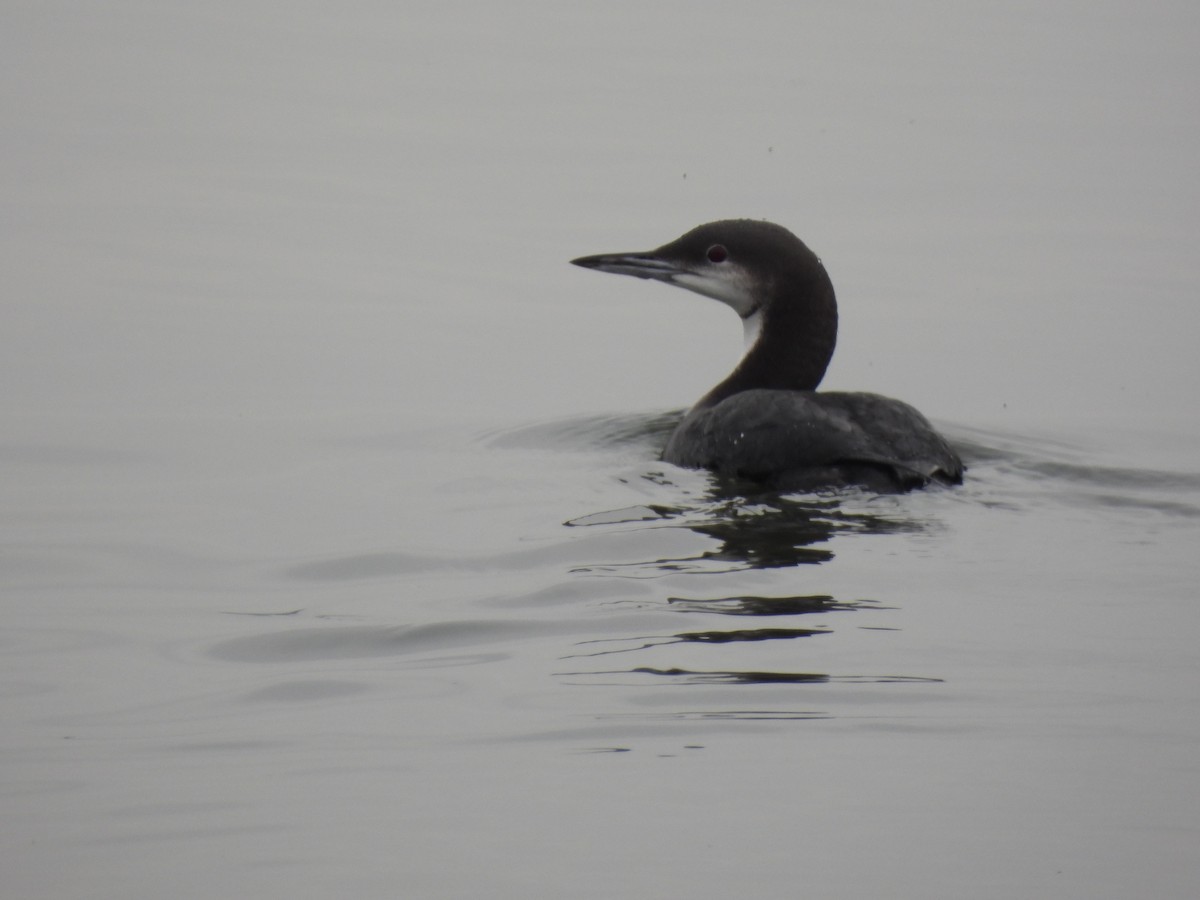 Pacific Loon - ML645515655