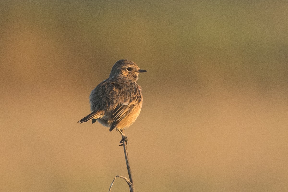 European Stonechat - ML645515658