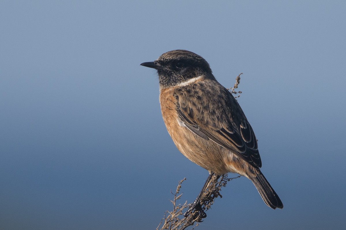 European Stonechat - ML645515659