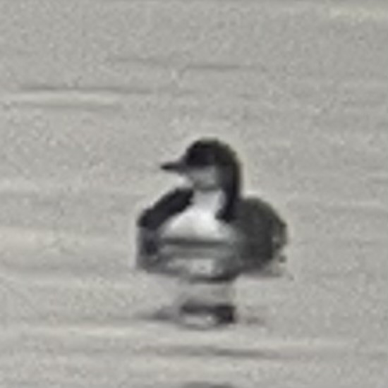 Pacific Loon - ML645515660