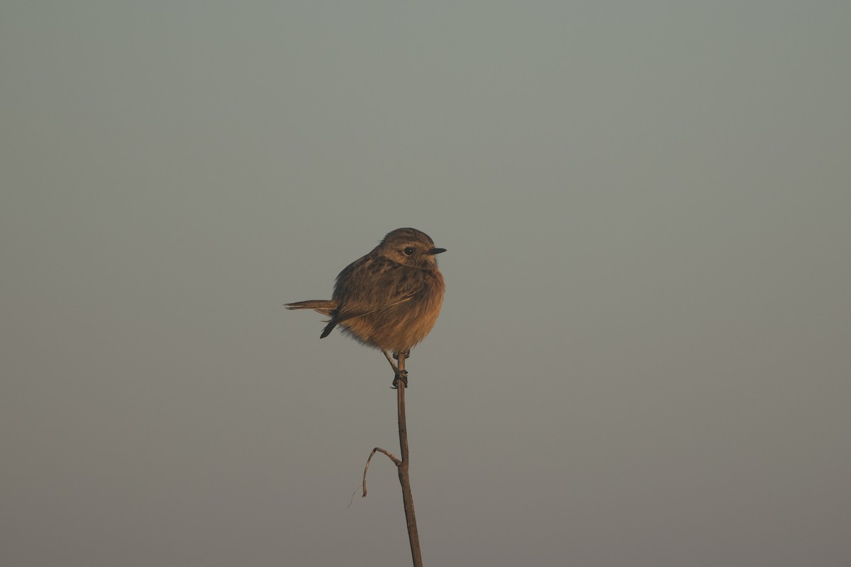 European Stonechat - ML645515661