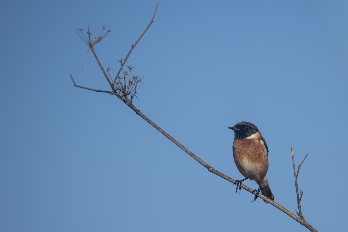 European Stonechat - ML645515662