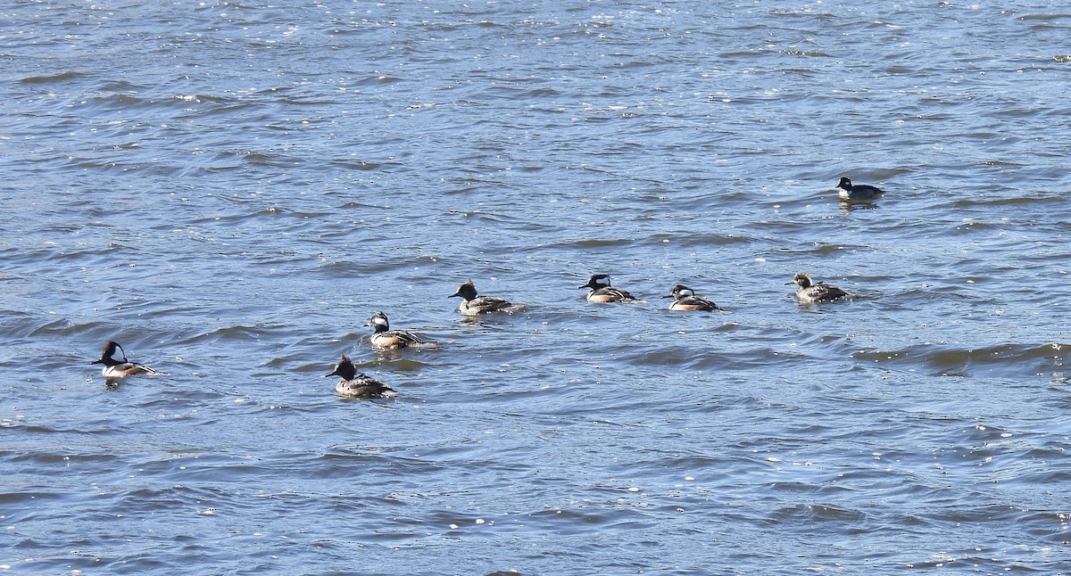 morčák chocholatý - ML645515664