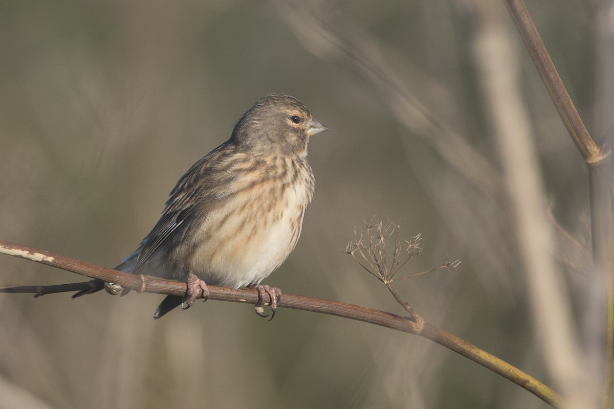 Eurasian Linnet - ML645515676