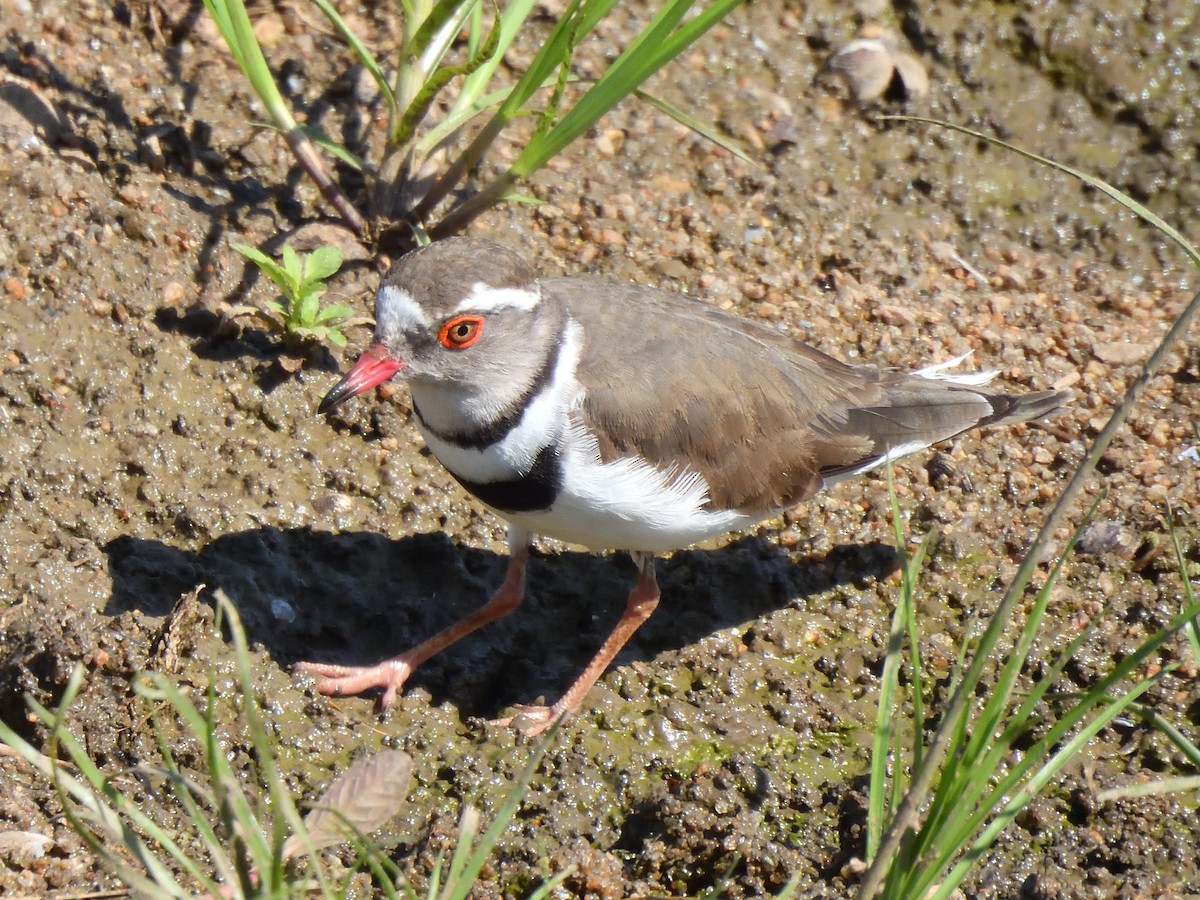 Three-banded Plover - ML645515689