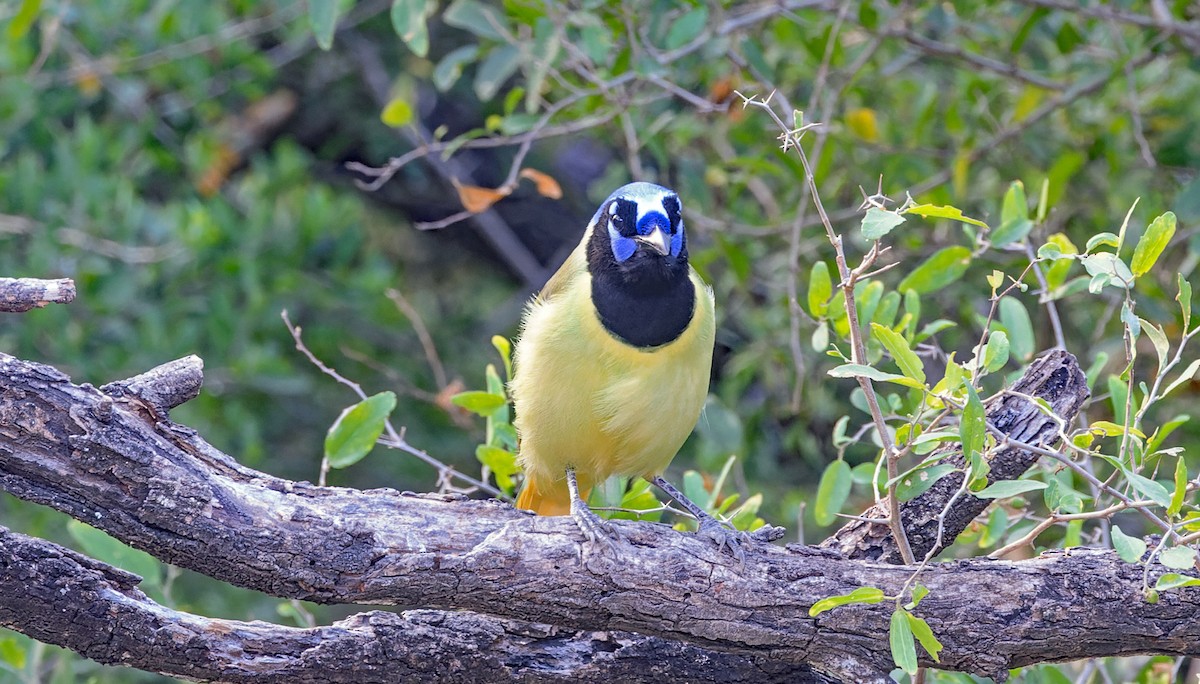 Geai vert - ML645515690