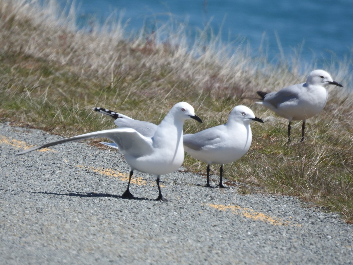 Antxeta maoria - ML645515693