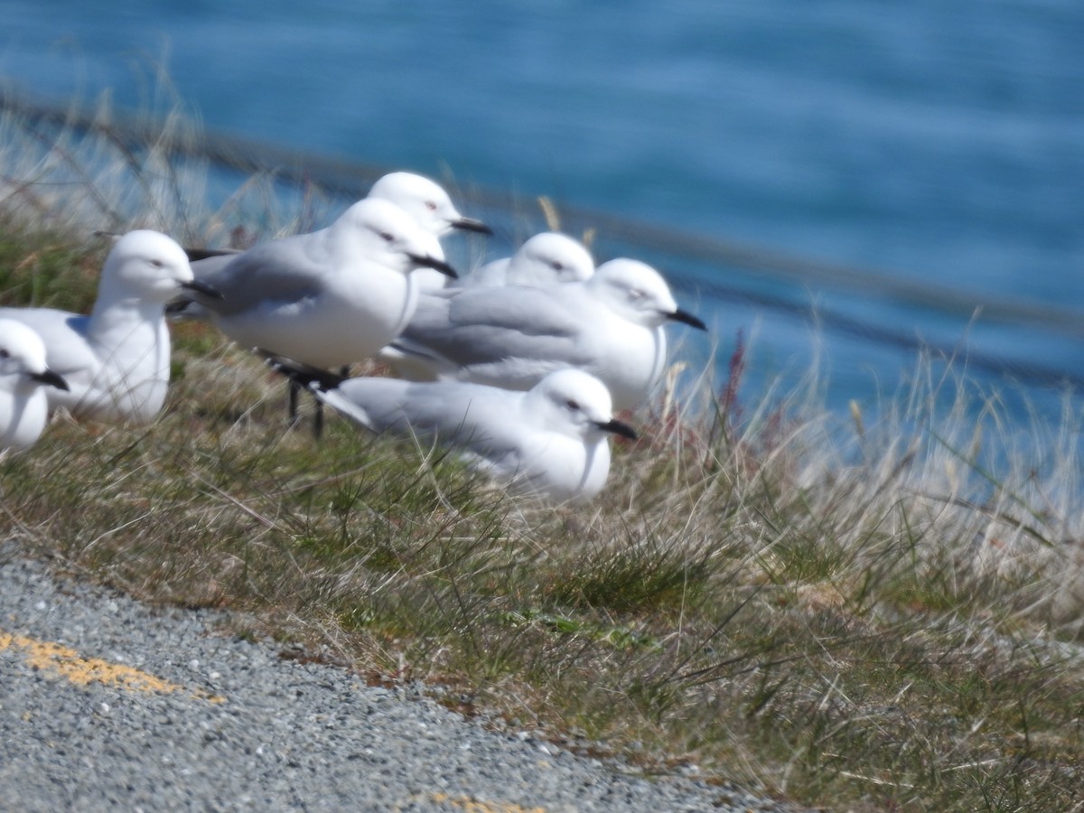 Antxeta maoria - ML645515695