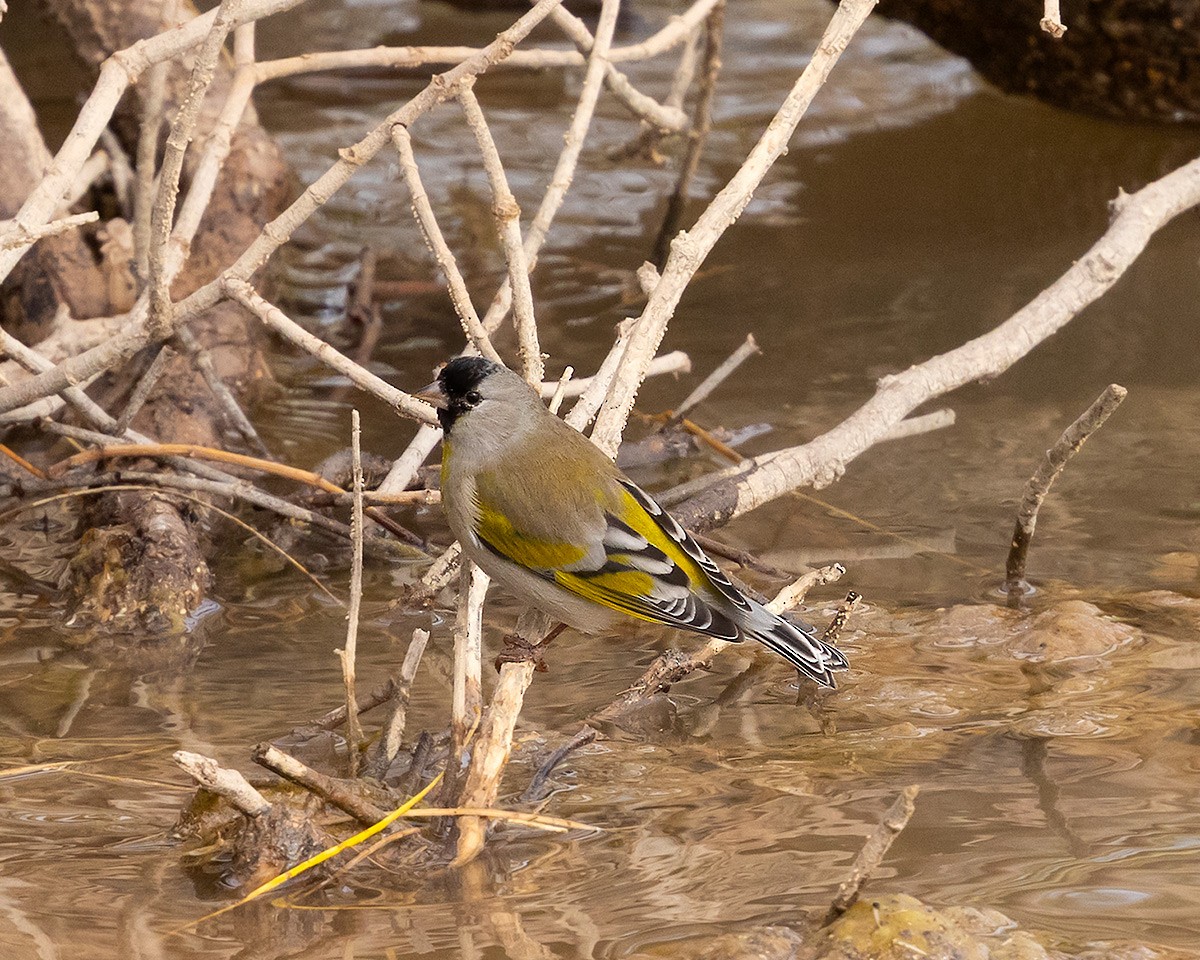 Lawrence's Goldfinch - ML645515696