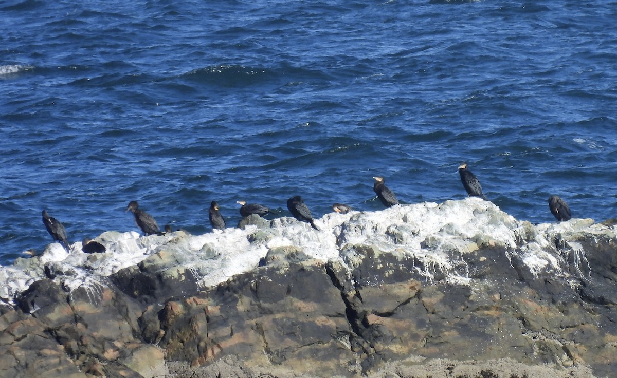 kormorán velký - ML645515698