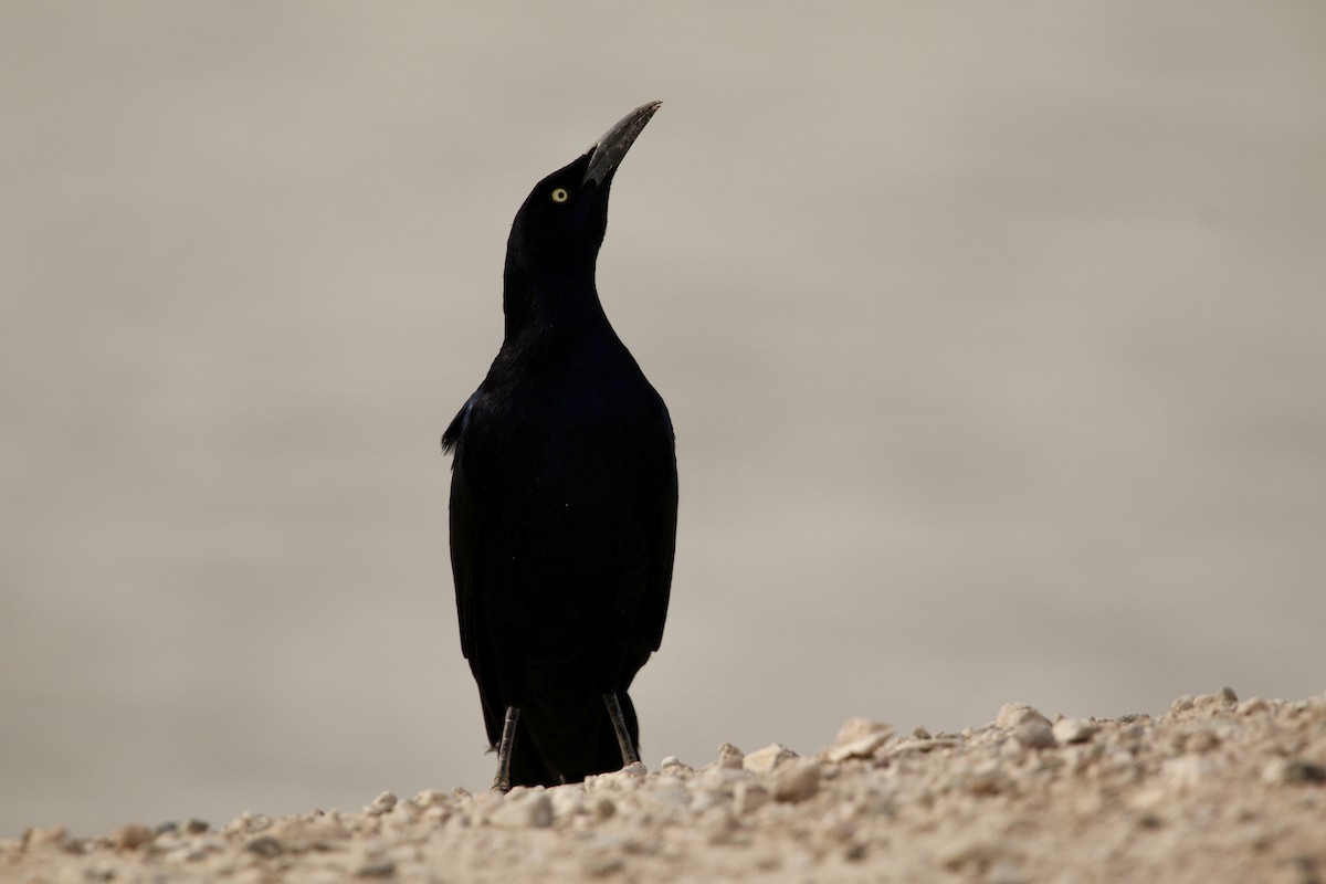 Great-tailed Grackle - ML645515699