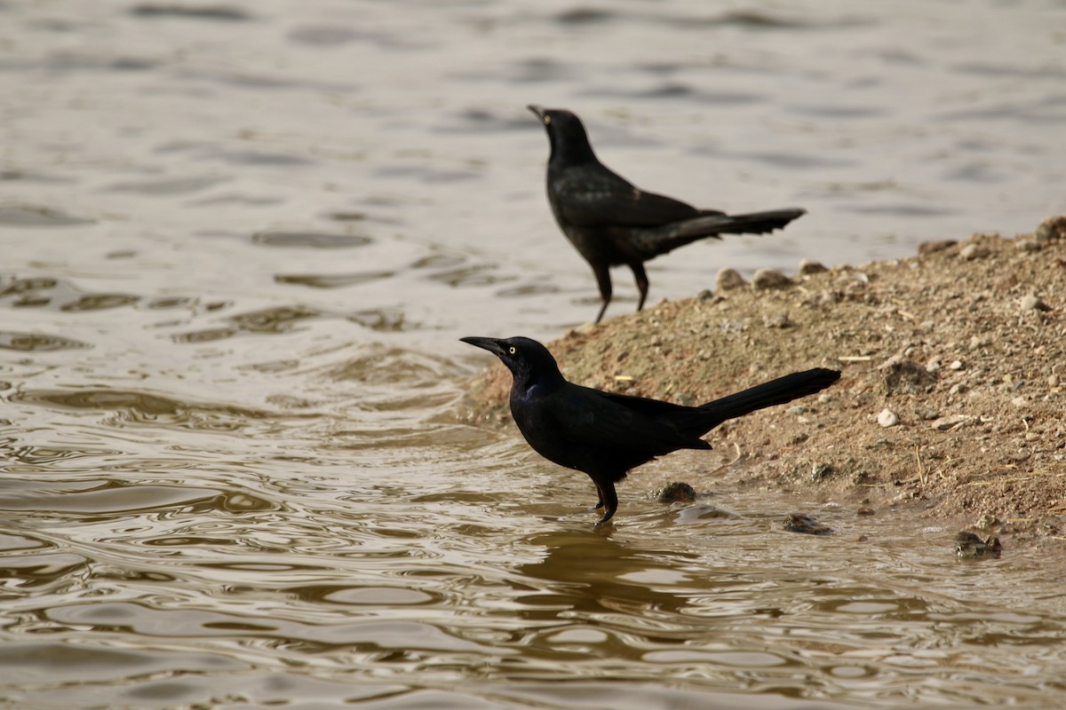 Great-tailed Grackle - ML645515700