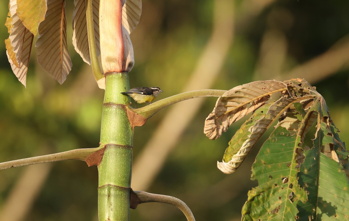 Sucrier à ventre jaune - ML645515735