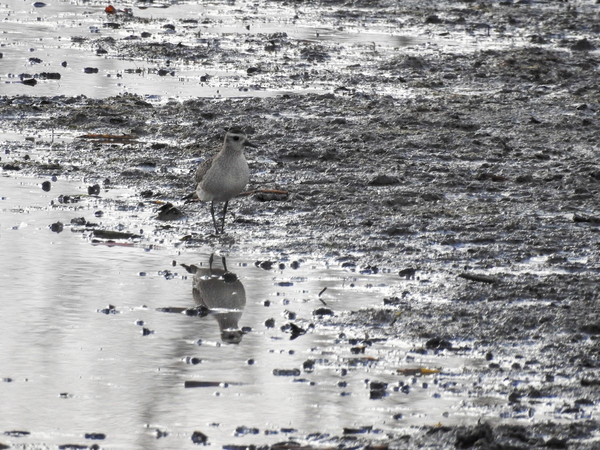 American Golden-Plover - ML645515740