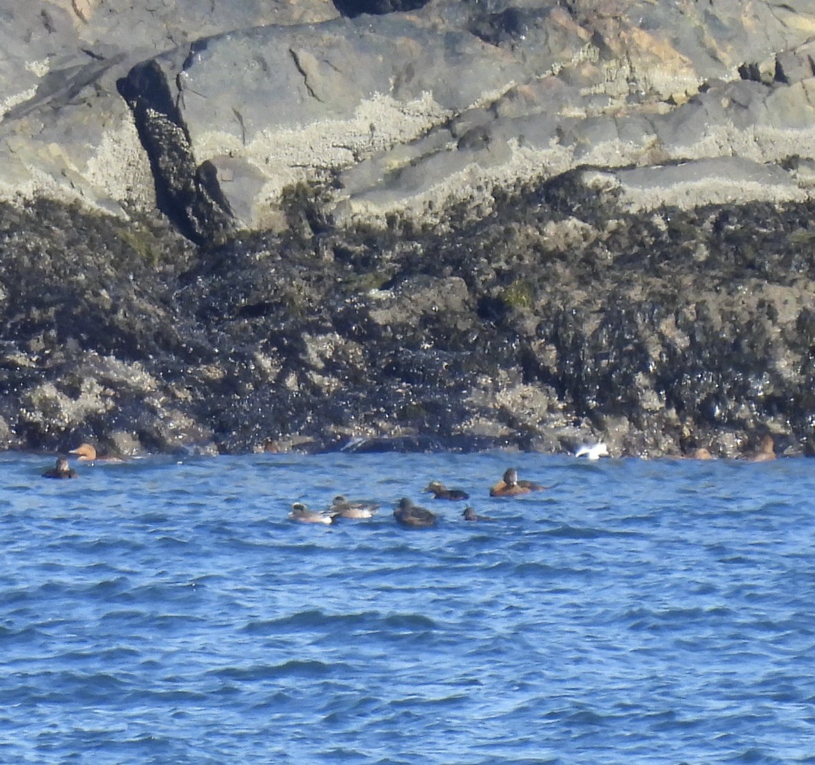 hvízdák americký - ML645515743