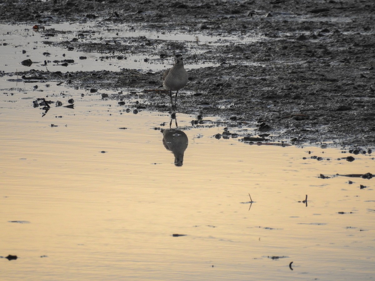 American Golden-Plover - ML645515747