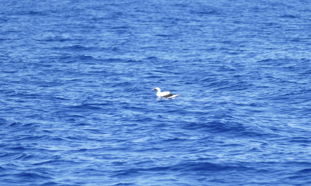 terej tichomořský - ML645515752