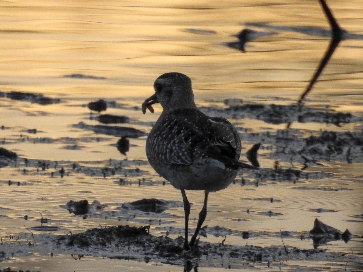 American Golden-Plover - ML645515753