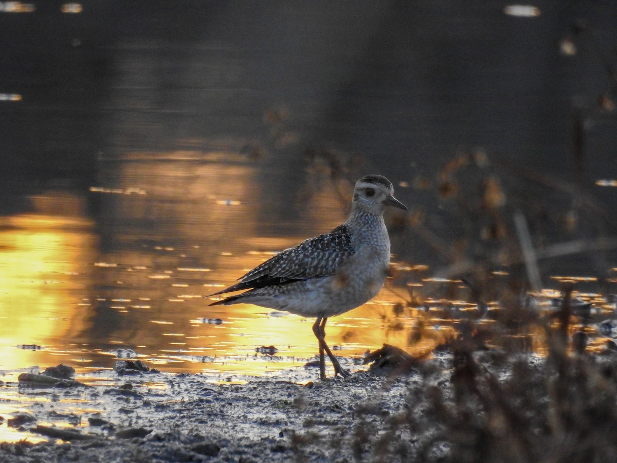 American Golden-Plover - ML645515759
