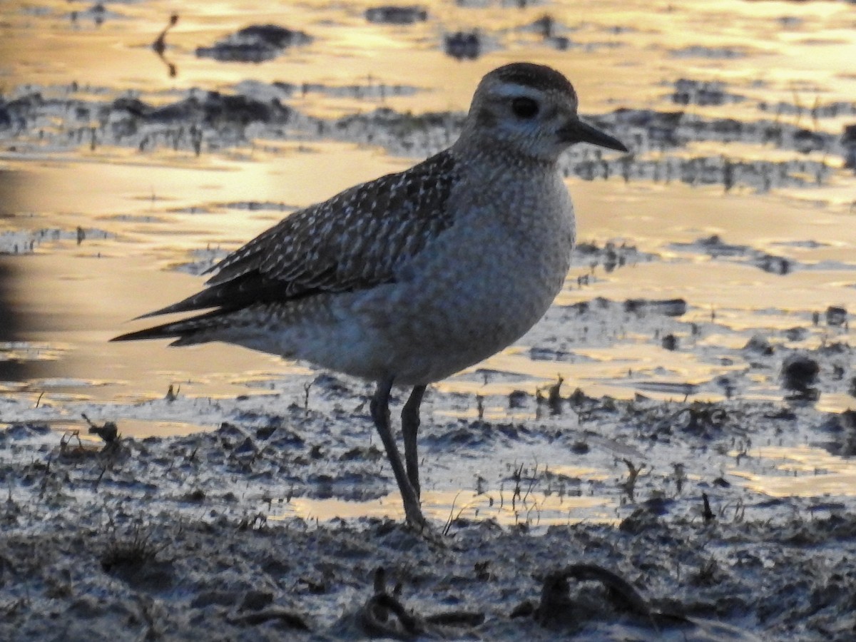 American Golden-Plover - ML645515766