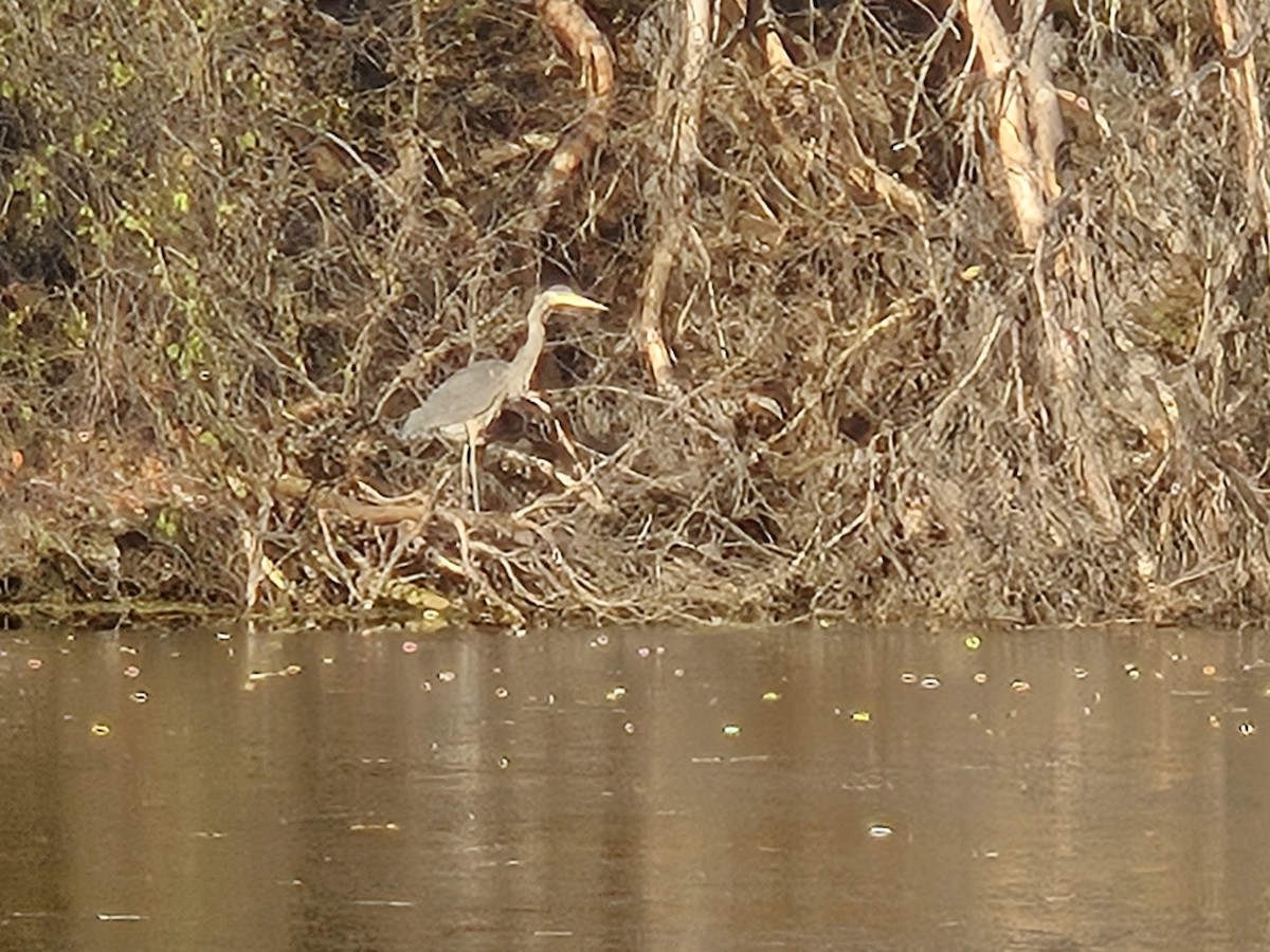 Great Blue Heron - ML645515769