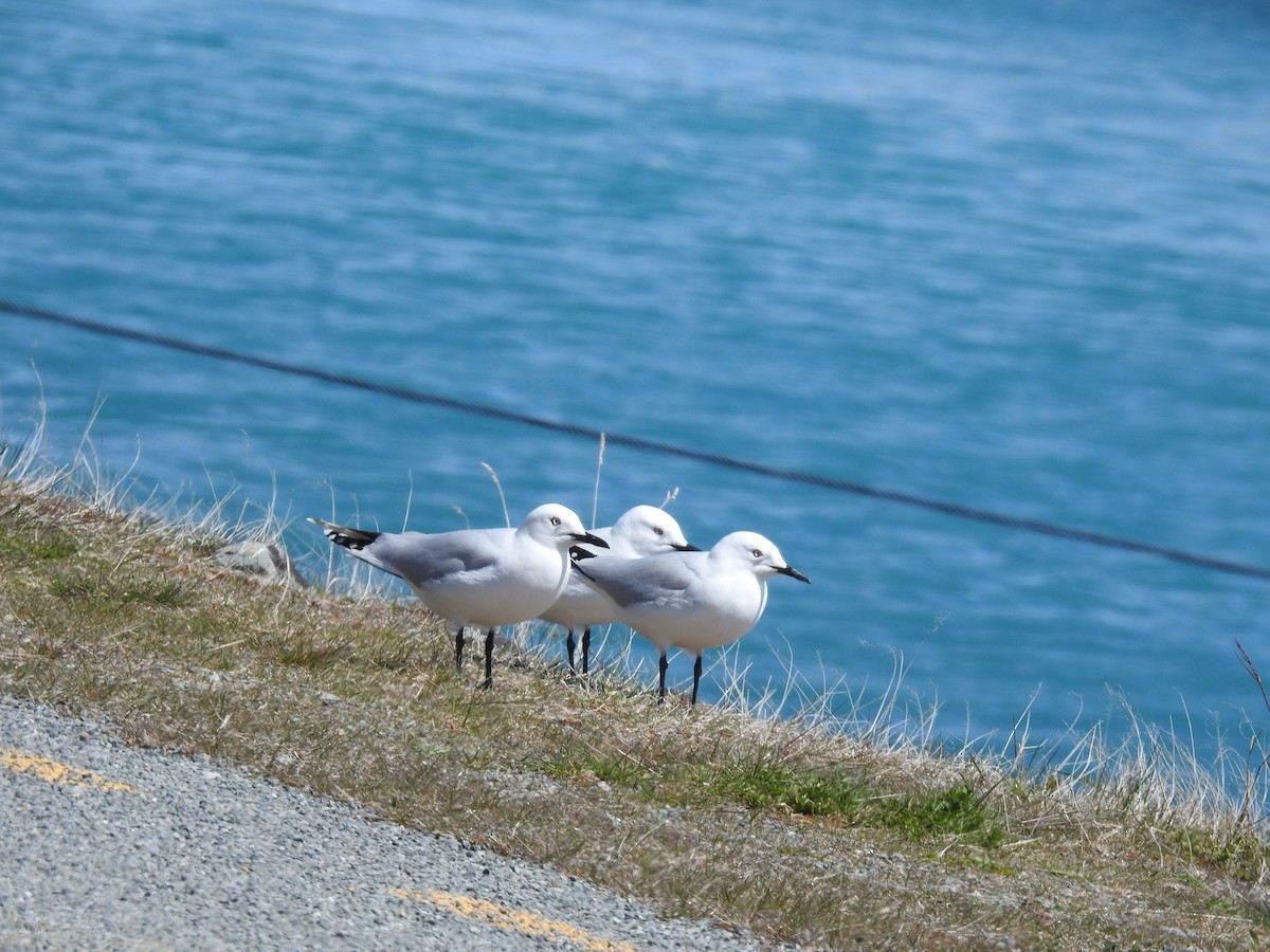 Antxeta maoria - ML645515774