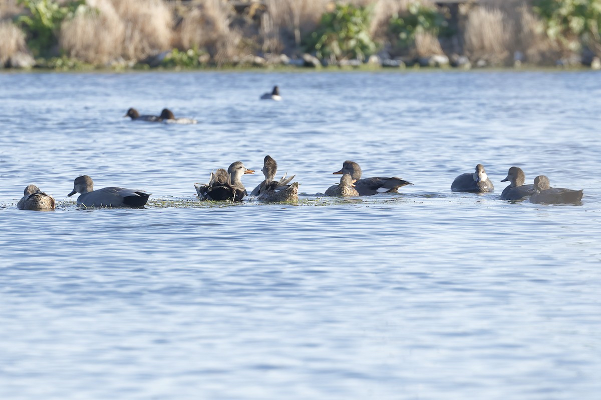 Gadwall - ML645515788