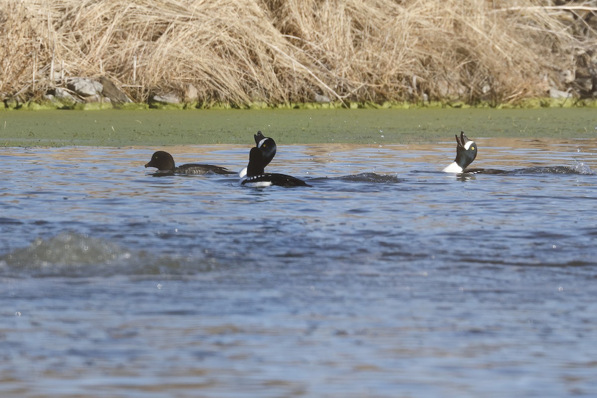 Porrón Islándico - ML645515790
