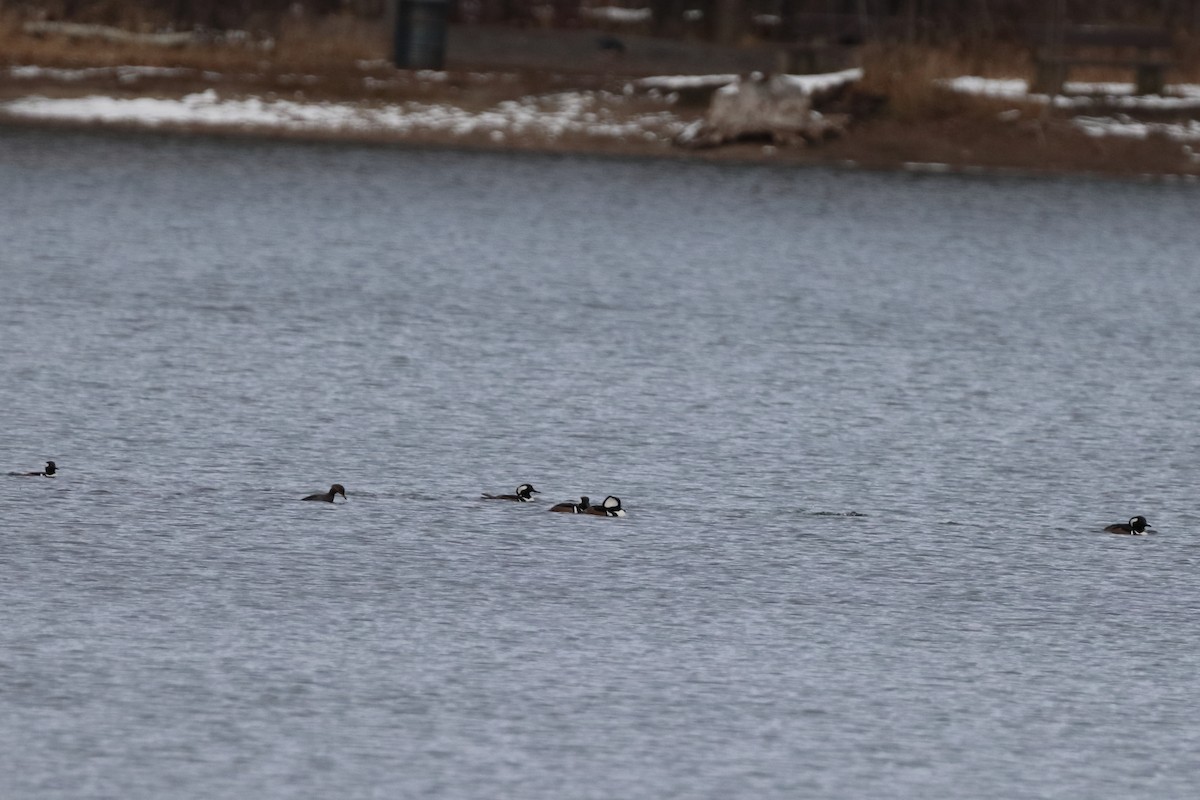 Başlıklı Tarakdiş - ML645515793