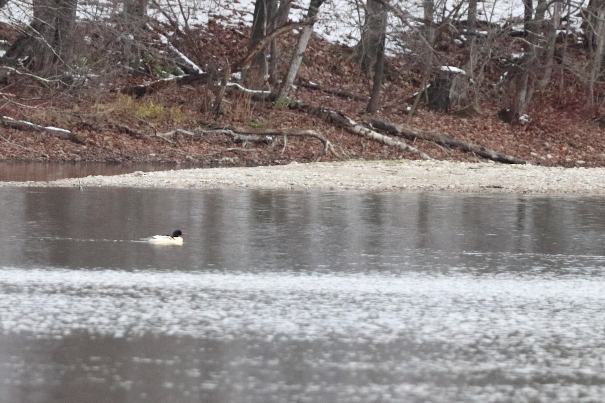 Büyük Tarakdiş - ML645515797