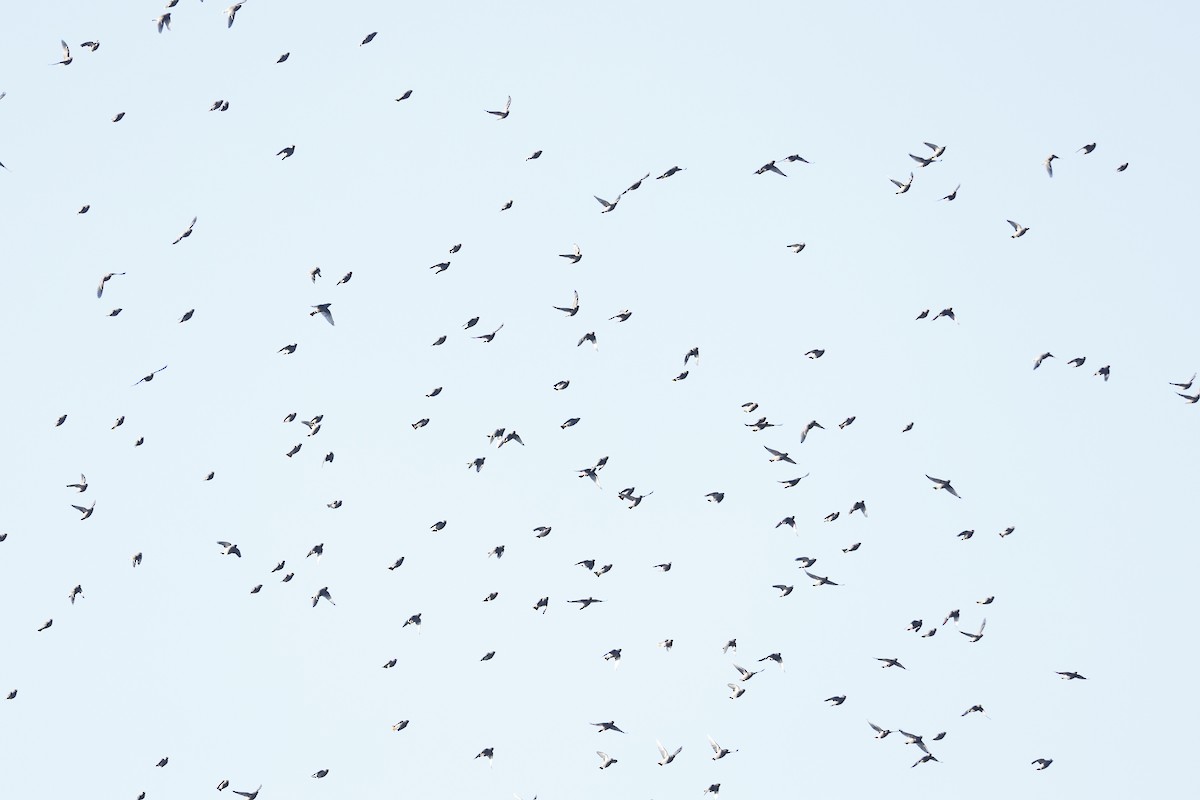 Bohemian Waxwing - ML645515798