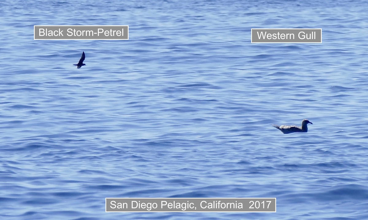 Kaliforniya Fırtınakırlangıcı - ML645515808