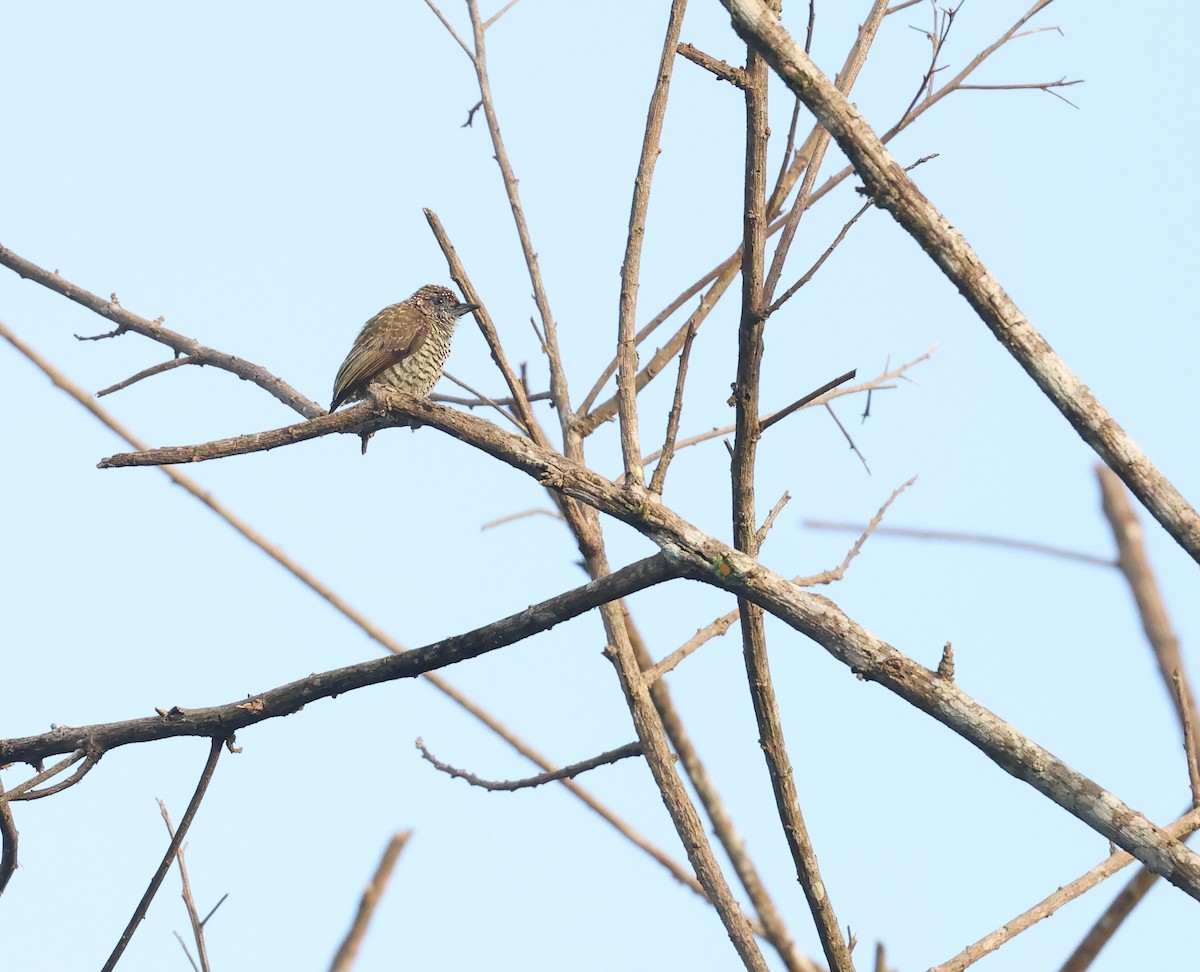 Добаш смугастогрудий - ML645515810