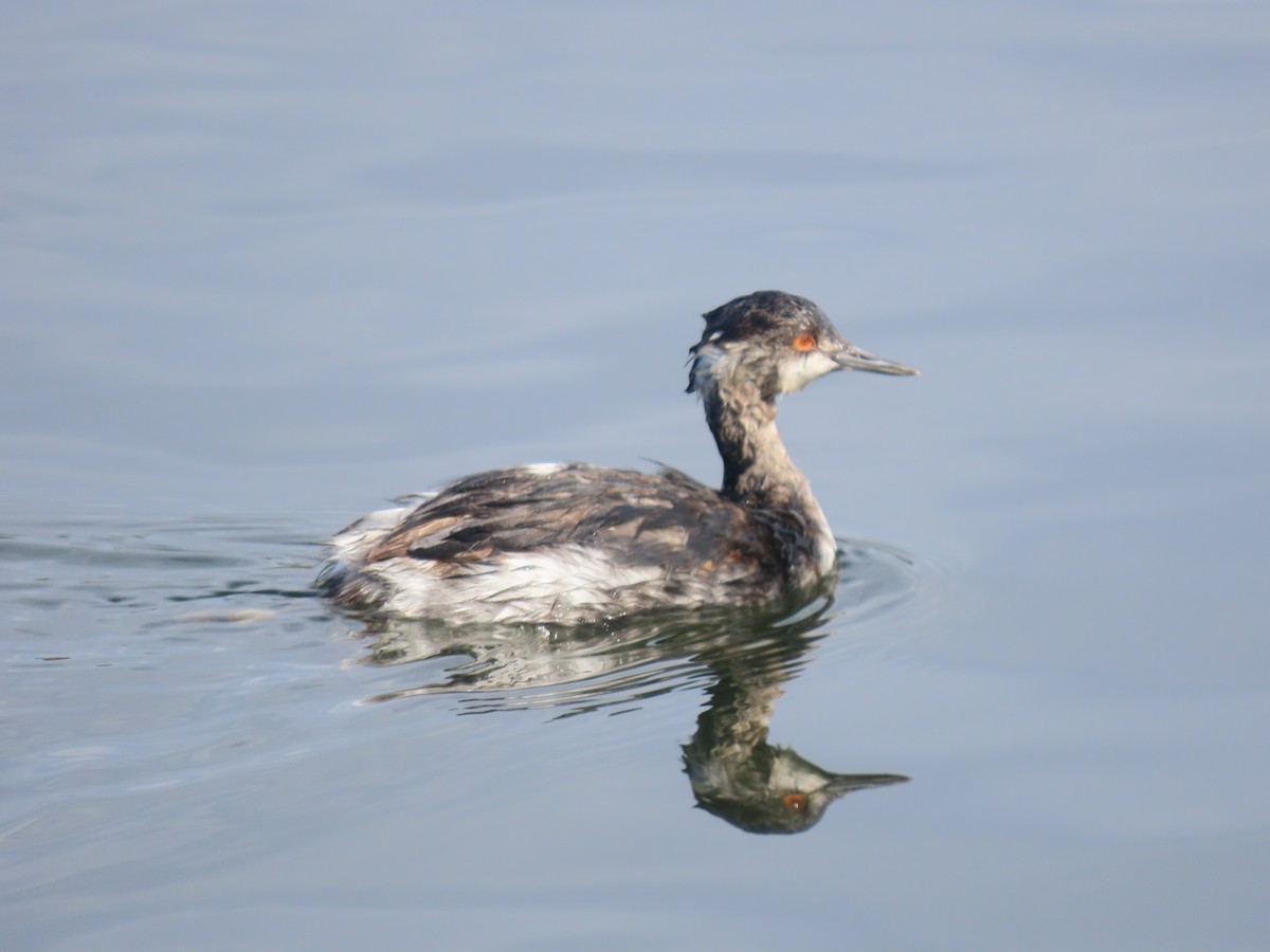 Svasso piccolo - ML645515832