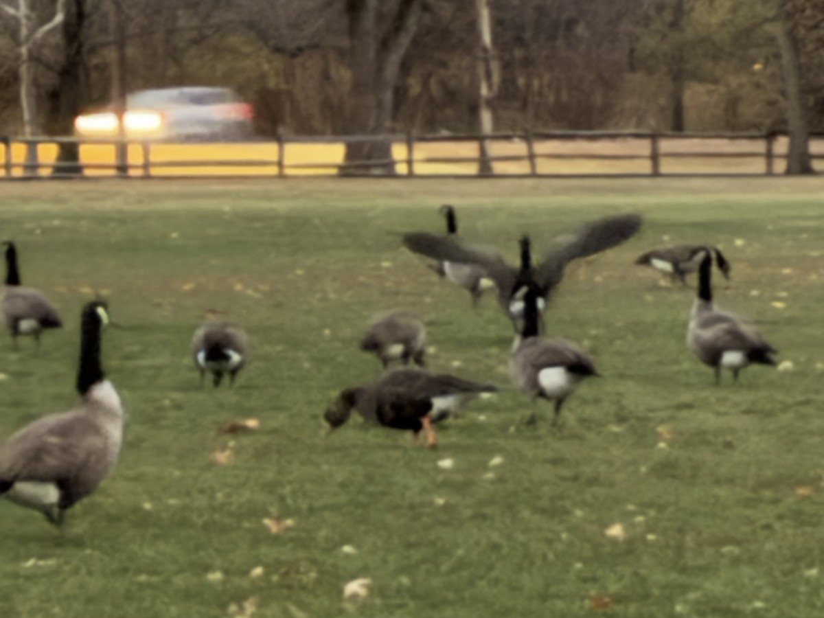 マガン - ML645515837