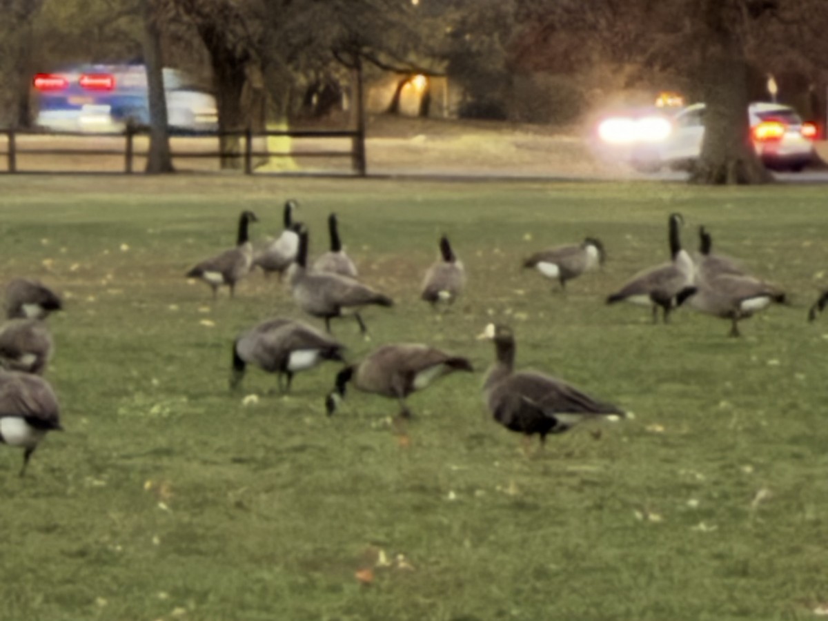 マガン - ML645515838