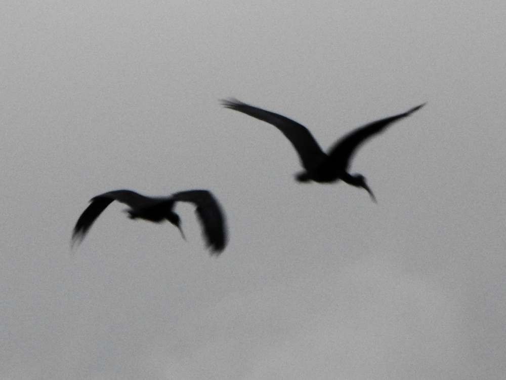 Bare-faced Ibis - ML645515841