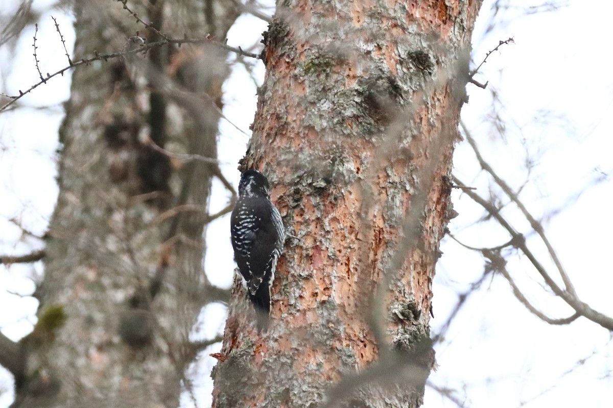 Amerika Üç Parmaklı Ağaçkakanı - ML645515843