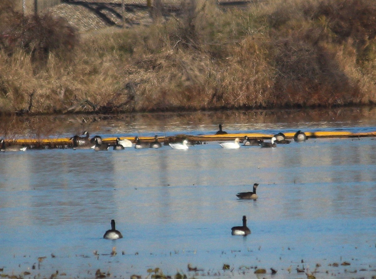 Snow Goose - ML645515849