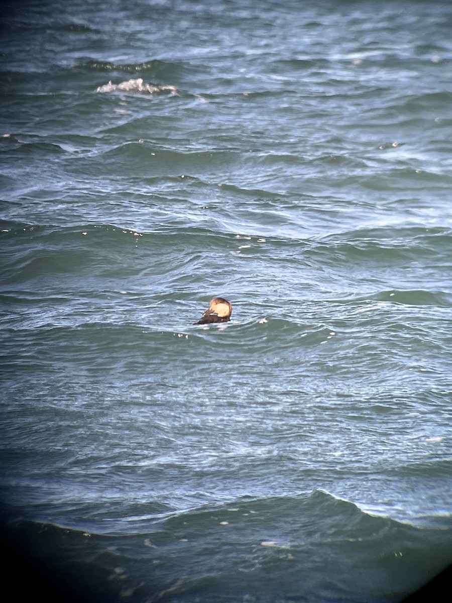 turpan žlutozobý - ML645515862