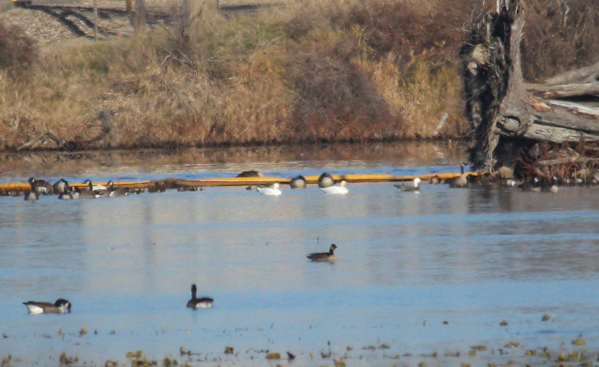 Snow Goose - ML645515866