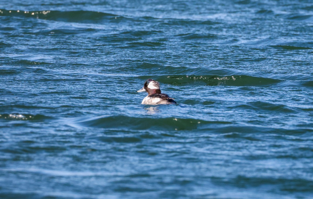 Bufflehead - ML645515868