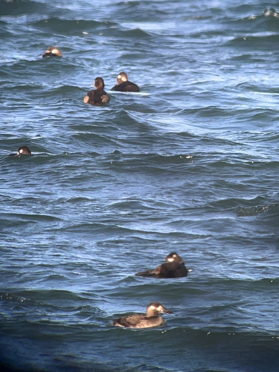 turpan pestrozobý - ML645515870