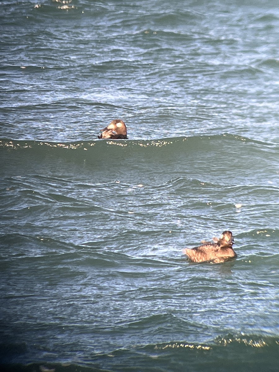 turpan kanadský - ML645515873