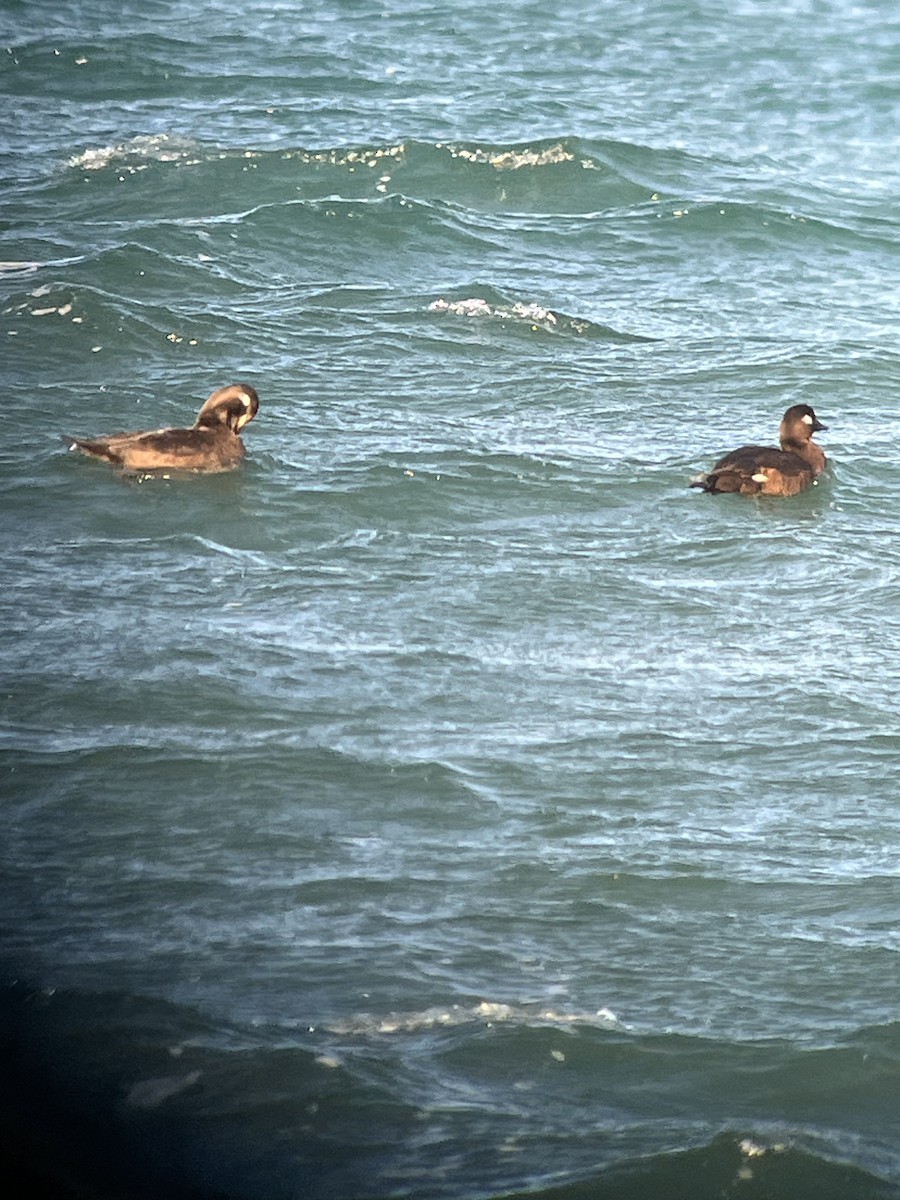 turpan kanadský - ML645515874