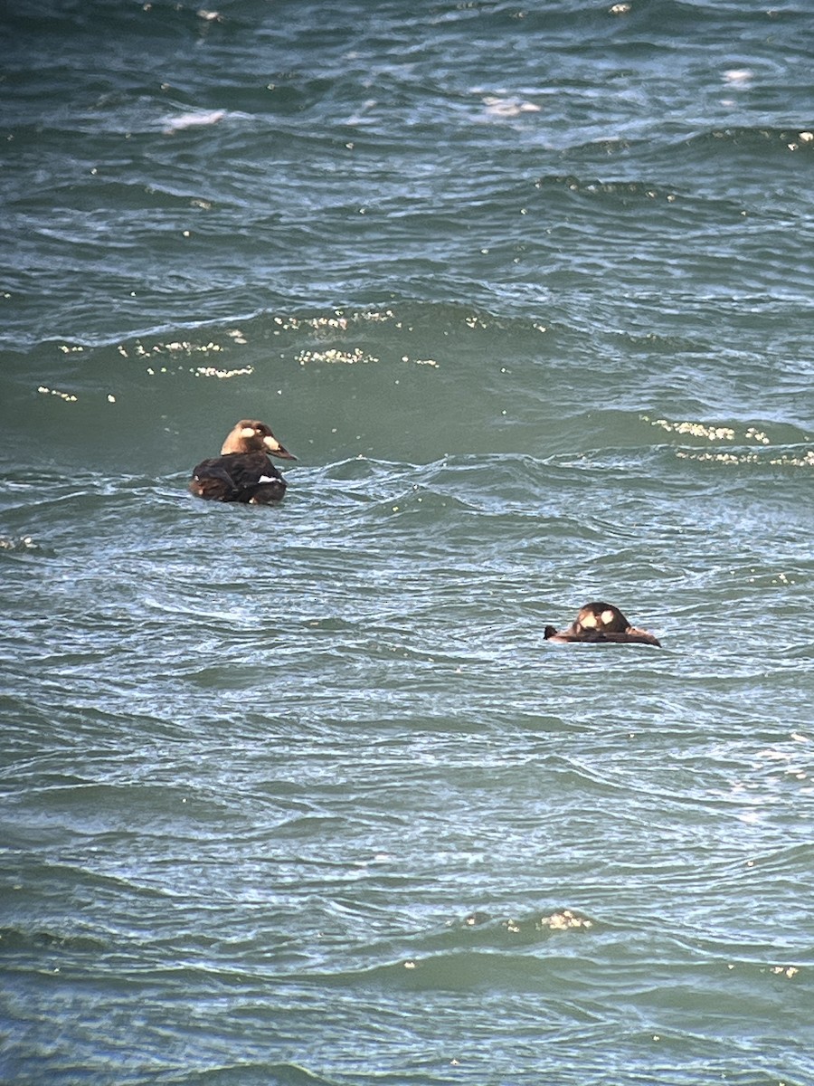 turpan kanadský - ML645515875