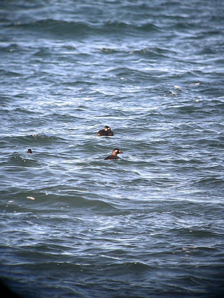 turpan kanadský - ML645515876