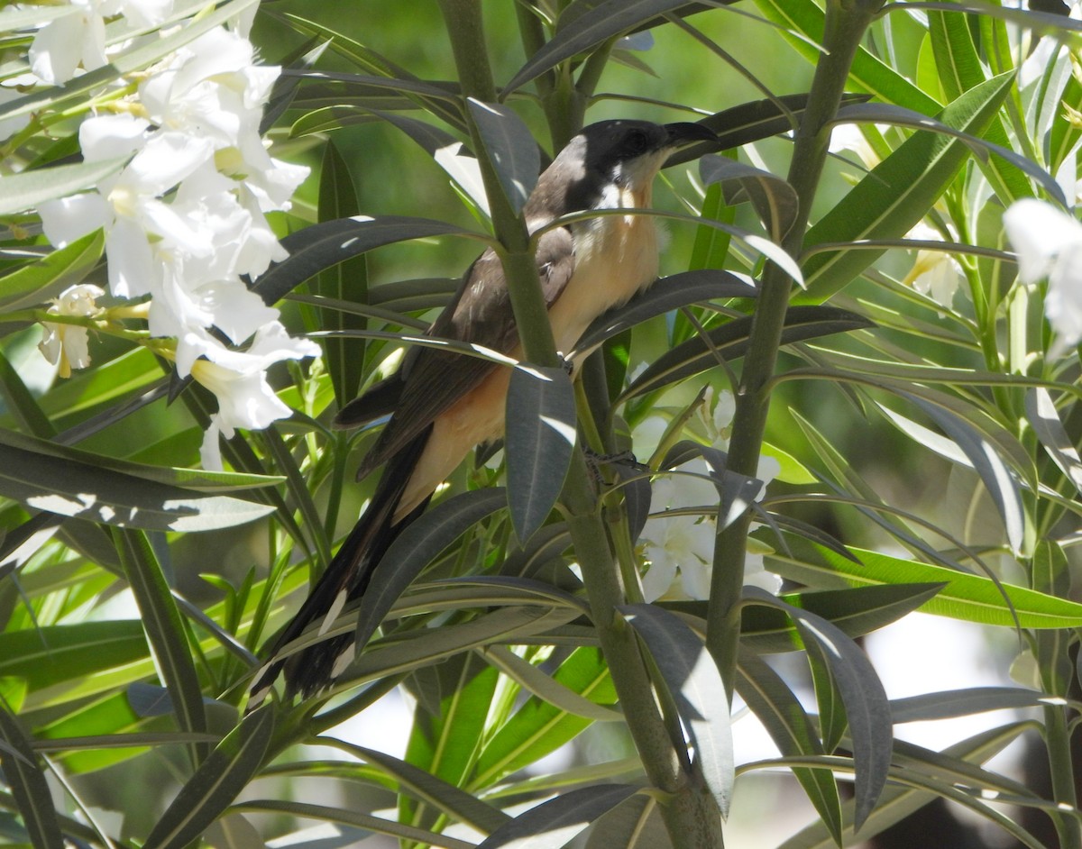Dark-billed Cuckoo - ML645515879